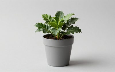 Best Self-Watering Planters