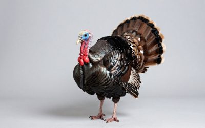 Best Turkey Decoys for Realistic Setups